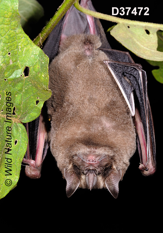 Artibeus lituratus, Great Fruit-eating Bat